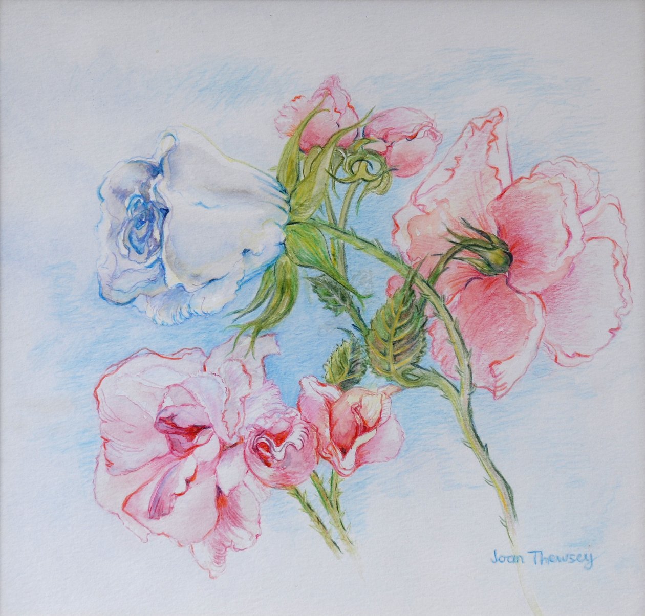 Rosas da Manhã 2002 de Joan Thewsey