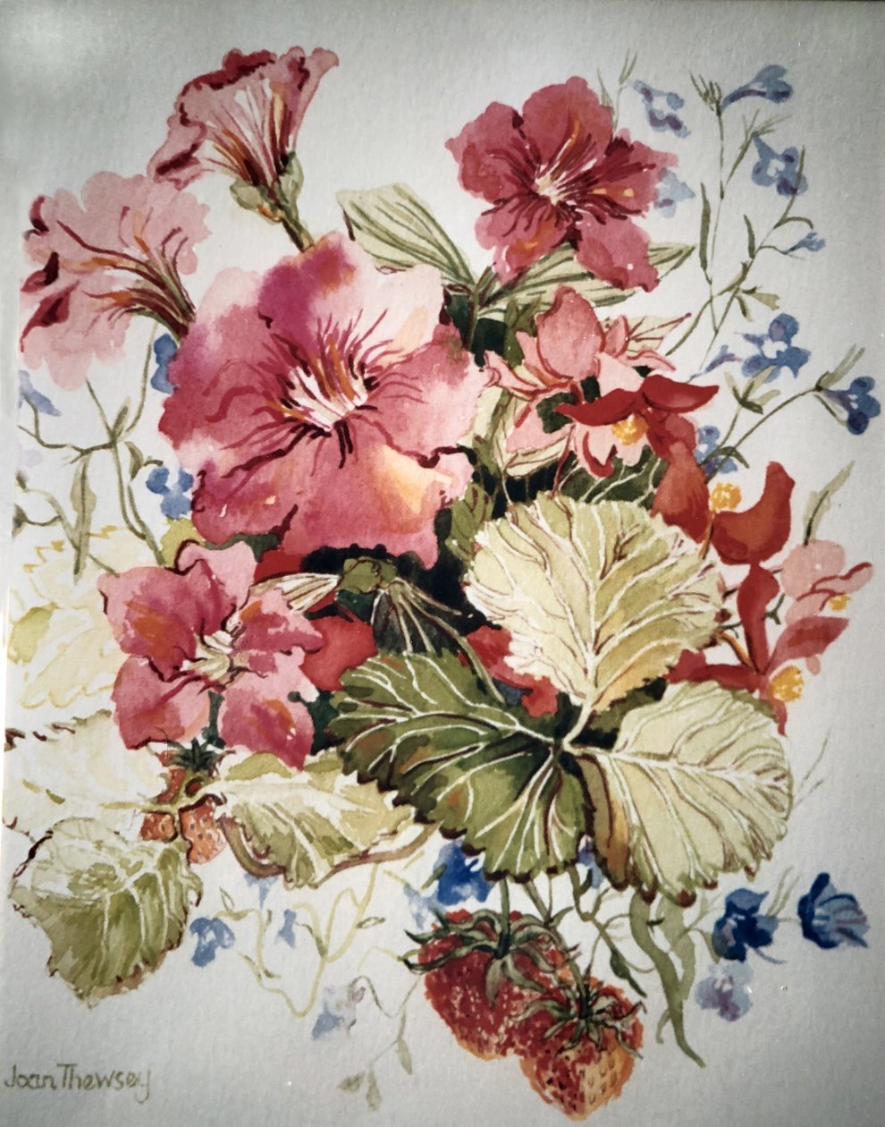 Petúnias, Lobelias, begônias e morangos em um pote de terraço, de Joan Thewsey