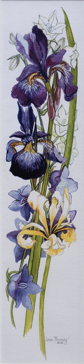 Íris roxas e amarelas com branco e malva Campanulas, 2013, wc em papel artesanal de Joan Thewsey
