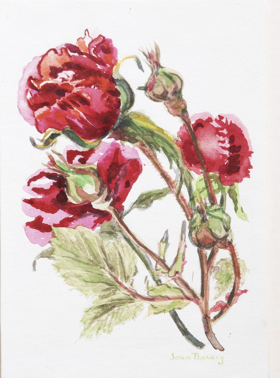 Red Rose Spray, 2001, (wc na placa de cor da água artesanal) de Joan Thewsey