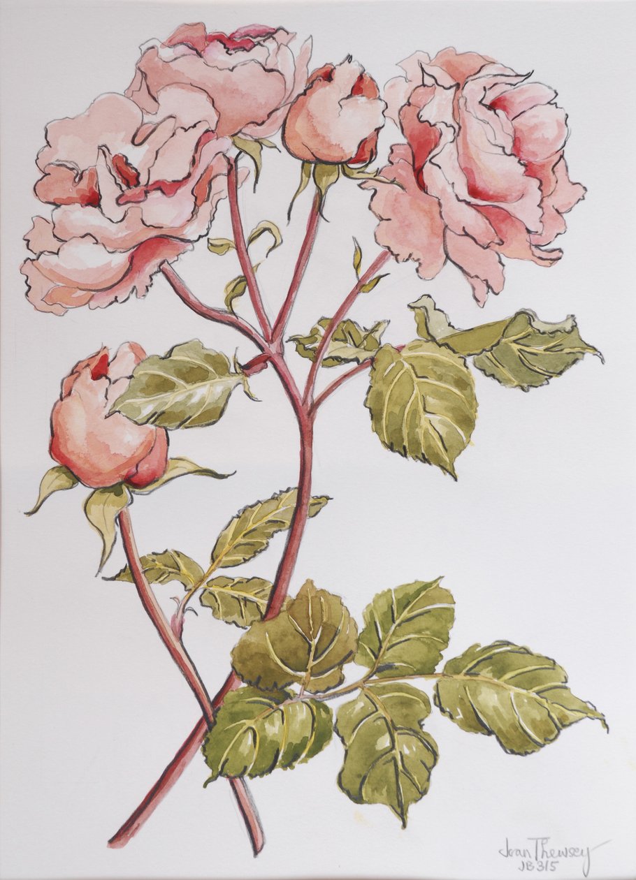 Roses, Abraham Derby, 2012, (lápis e aquarela sobre papel artesanal) de Joan Thewsey
