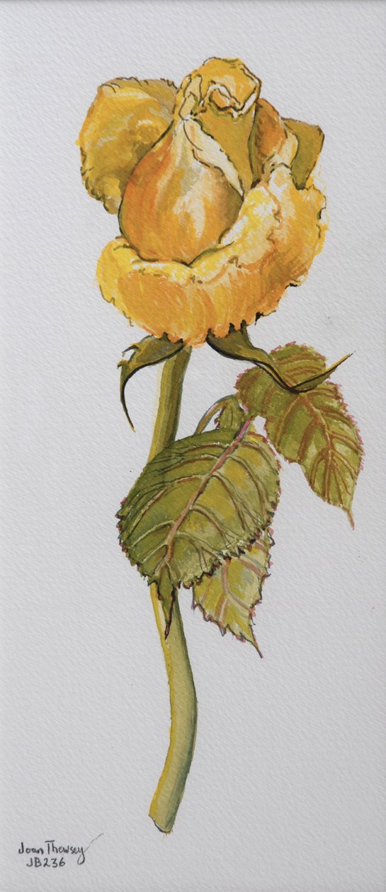 Rosa amarela única Arthur Bell 2006 (cor de água no papel) de Joan Thewsey