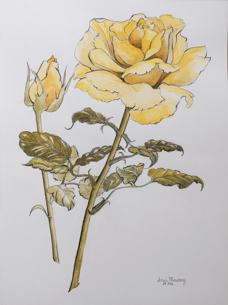 Rosa amarela com folhas com broto, 2012, lápis e (wc em papel artesanal) r de Joan Thewsey