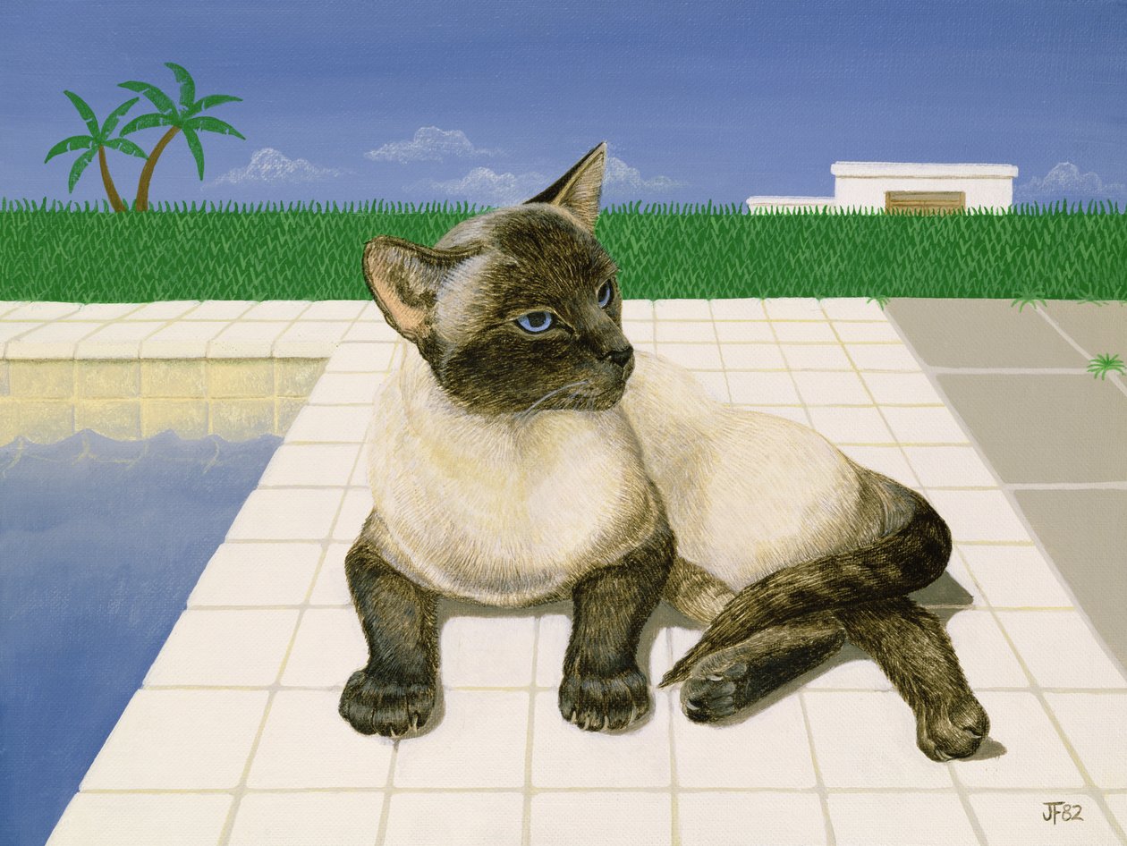 Gato siamês por uma piscina de Joan Freestone