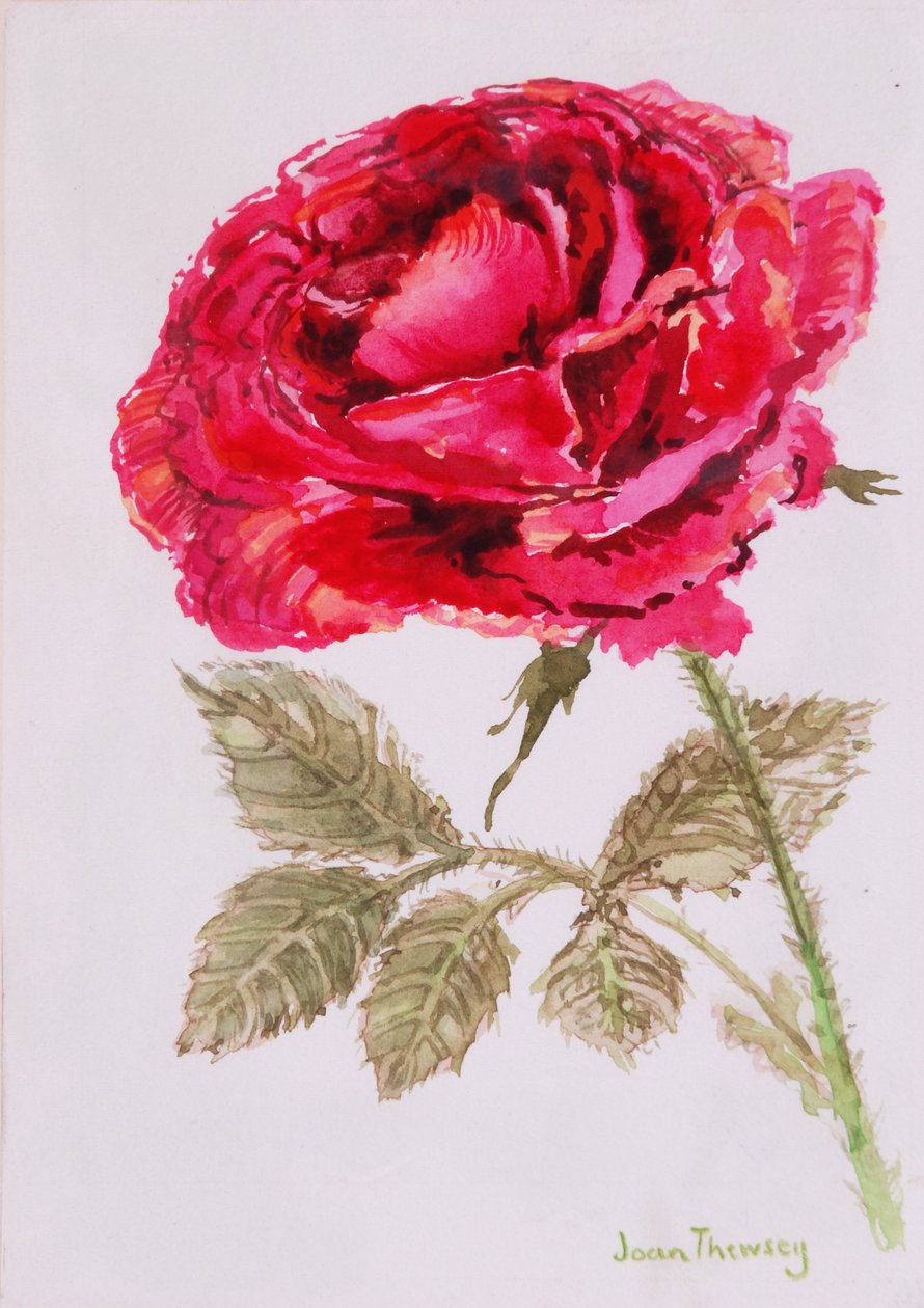 A Red Rose, 2000, Aguarela em papel artesanal de Joan Thewsey