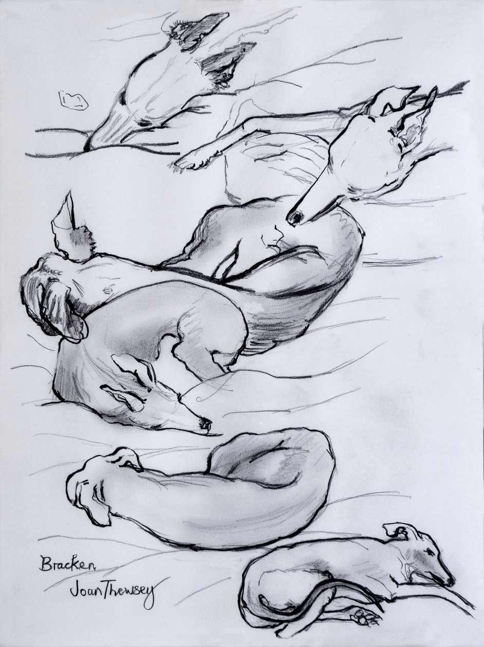 Bracken, o whippet, 2000, (lápis) de Joan Thewsey