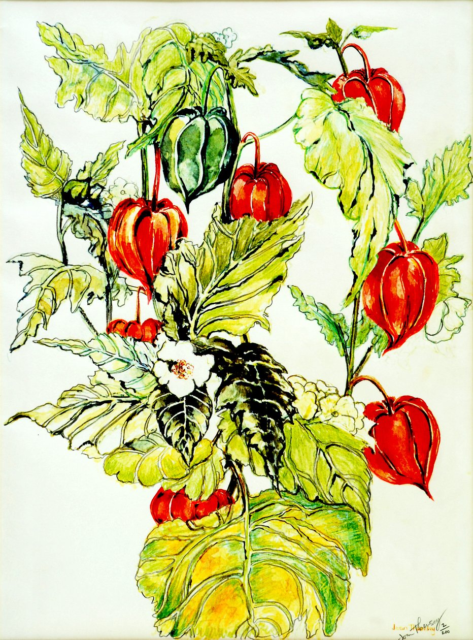 Spray de Lanterna Chinesa, 2005, (cor de água) de Joan Thewsey