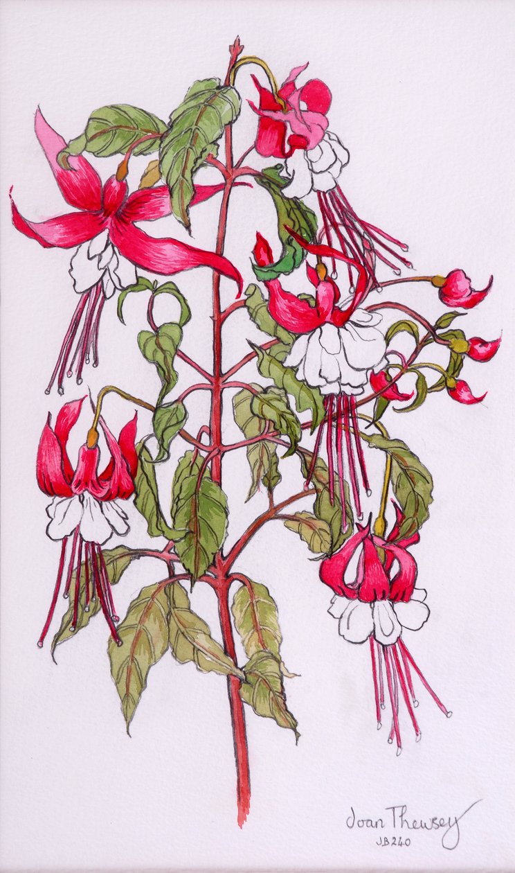Fuchsias, 2000, lápis com cor de água de Joan Thewsey