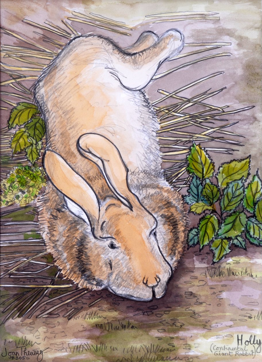 Holly, o coelho continental gigante, 2002, (lápis e cor de água) de Joan Thewsey