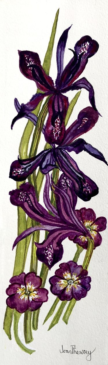 Iris e Primroses (aguarela) de Joan Thewsey
