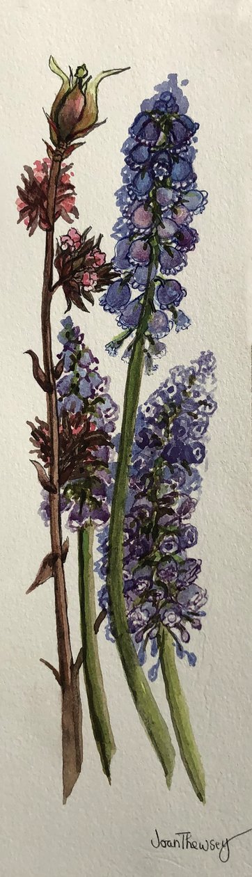 Muscari e Viburnum bodnantense (aguarela) de Joan Thewsey