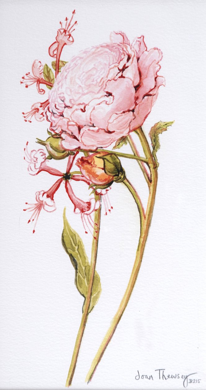 Pink Rose, Abraham Derby com madressilva, 2008 de Joan Thewsey