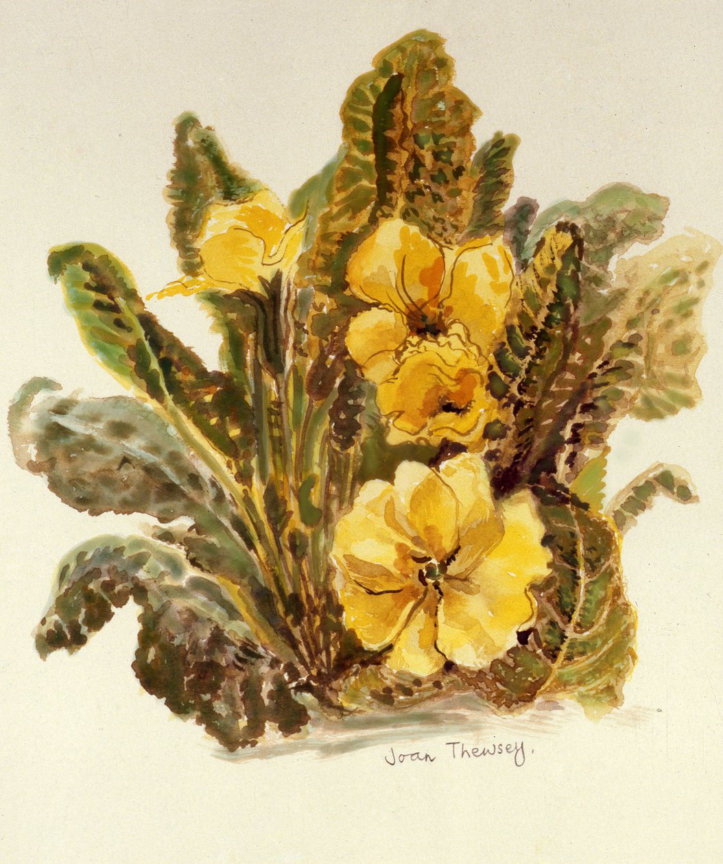 Primrose, 2010, aquarela sobre papel artesanal, de Joan Thewsey