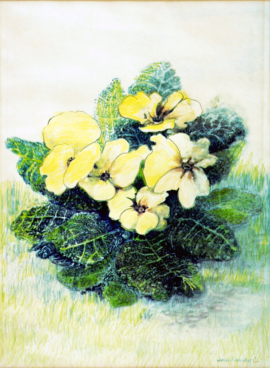 Primrose Pale Yellow, 2005 (aguarela) de Joan Thewsey