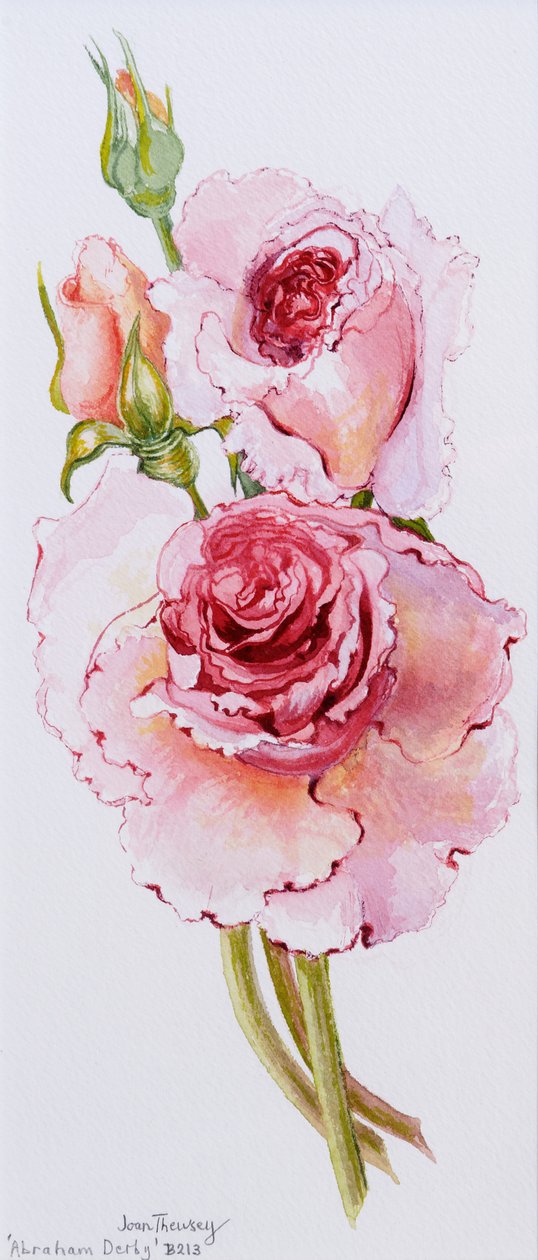 Rosas (Abraham Derby), 2010, aguarela de Joan Thewsey