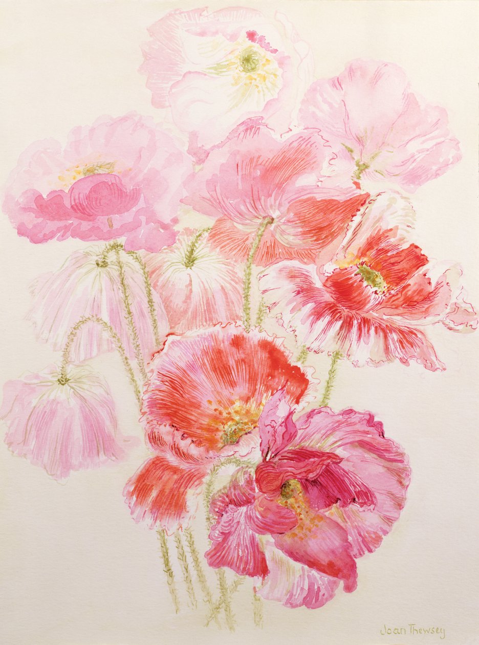 Papoulas Shirley de Joan Thewsey