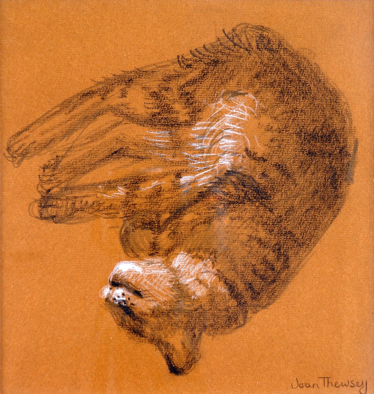 Gato malhado dormindo, 2005, (grafite e pastel branco) de Joan Thewsey