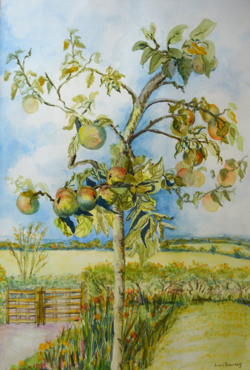 A árvore de maçã, 2001 de Joan Thewsey