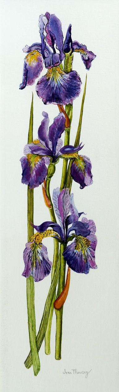 Três íris com folhas, 2010, aquarela de Joan Thewsey