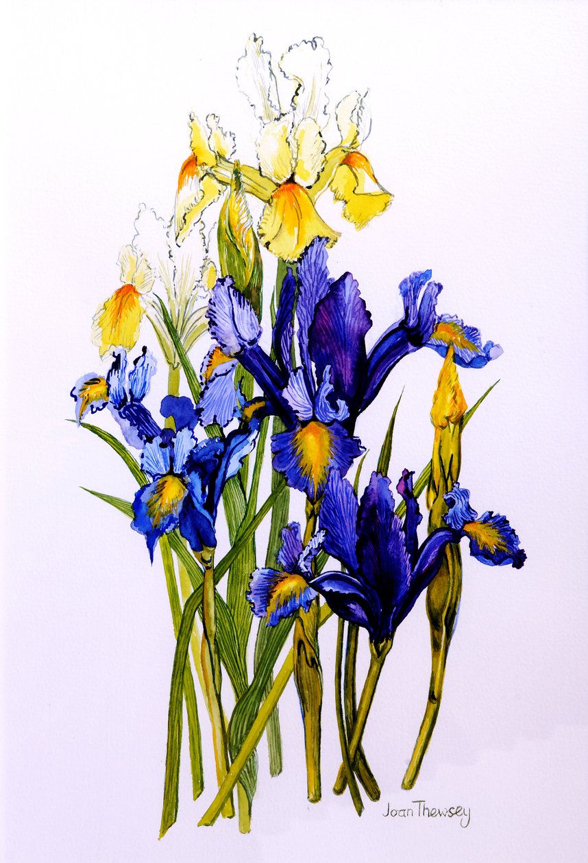 Três roxo e dois amarelo íris com botões, 2010, aquarela de Joan Thewsey