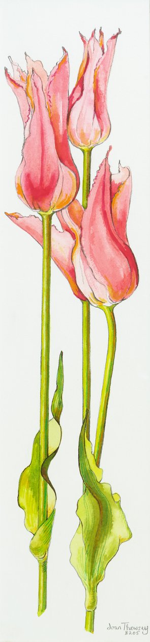 Três lírios vermelhos floridos tulipas Marianne, aquarela, 2010 de Joan Thewsey