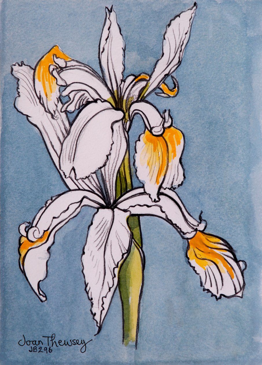 Duas íris, 2001, lápis com cor de água lava de Joan Thewsey