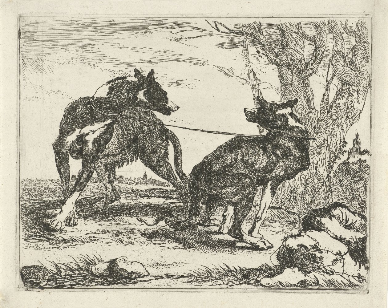 Dois cachorros Cães (título da série) de Joannes Fijt