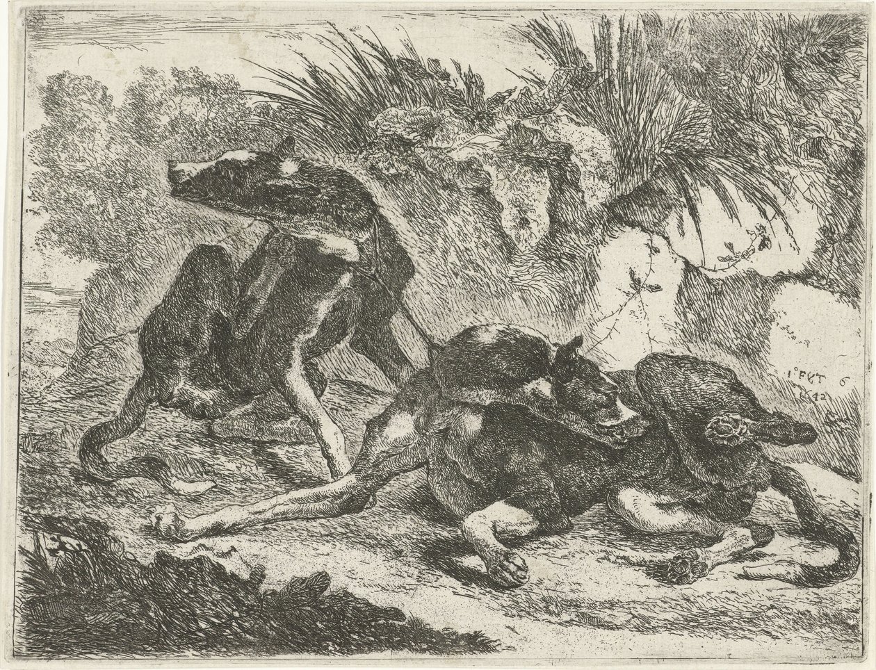Dois cães
Cães (título da série) de Joannes Fijt