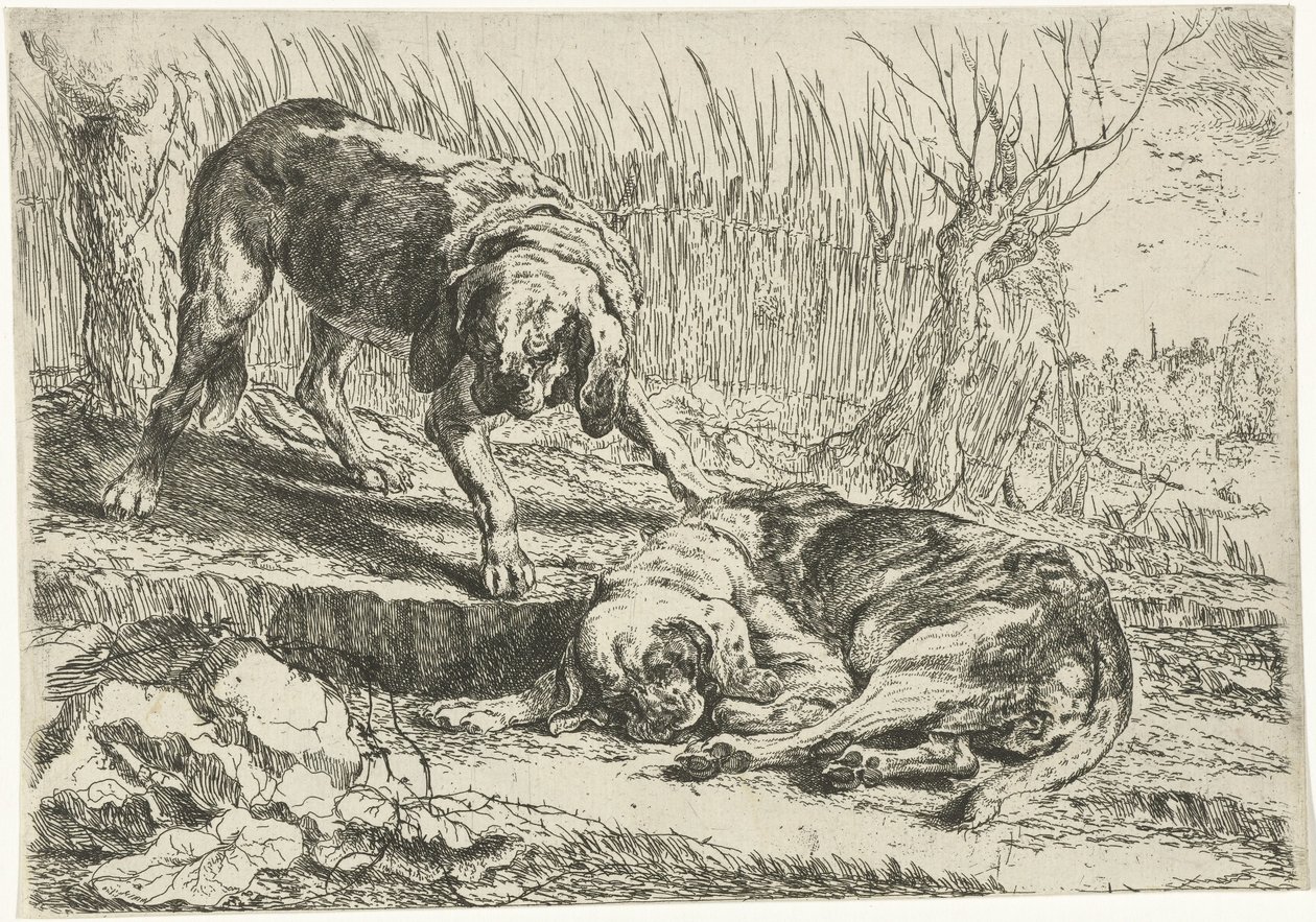 Dois cachorros Cães (título da série) de Joannes Fijt