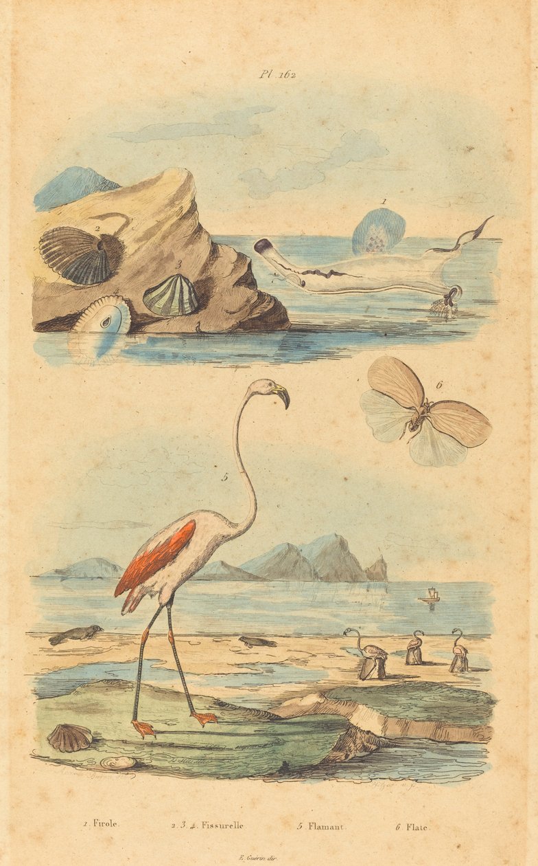 Flamingos e Conchas de Joh. Baptist Pfitzer after Acavie Baron