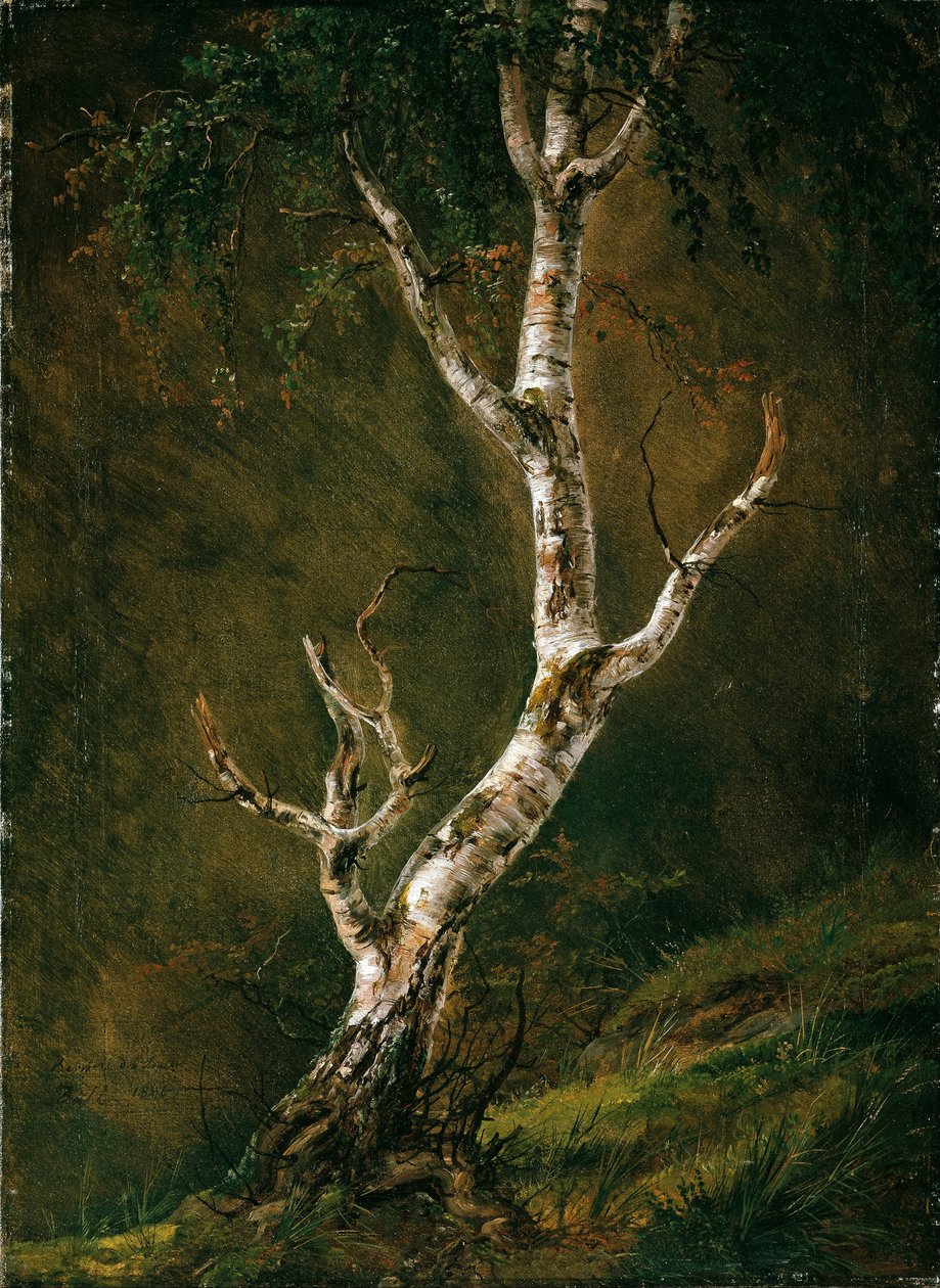 Estudo de uma árvore de vidoeiro de Johan Christian Dahl