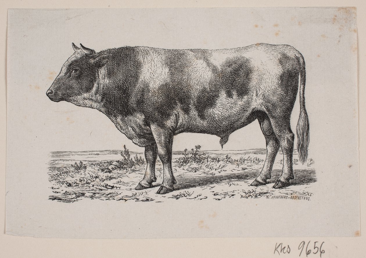 Um touro de Johan Frederik Rosenstand