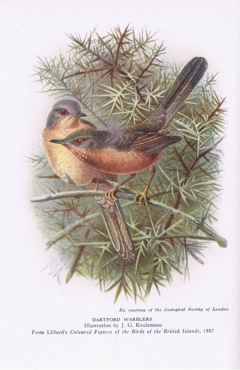 Dartford Warblers, Nature in Britain publicado por Collins, 1946 de Johan Gerard Keulemans
