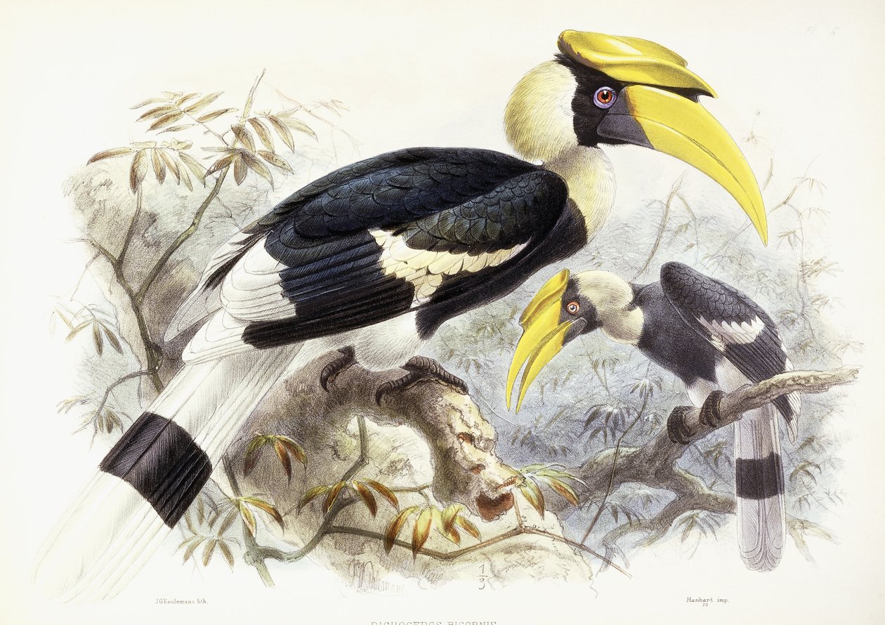 Dichocerus Bicornis, 1876-1882 de Johan Gerard Keulemans
