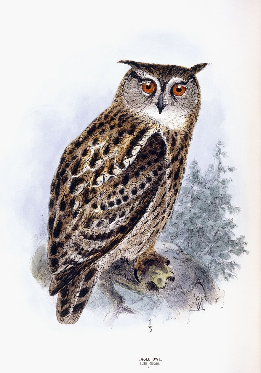 Eagle Owl de Johan Gerard Keulemans