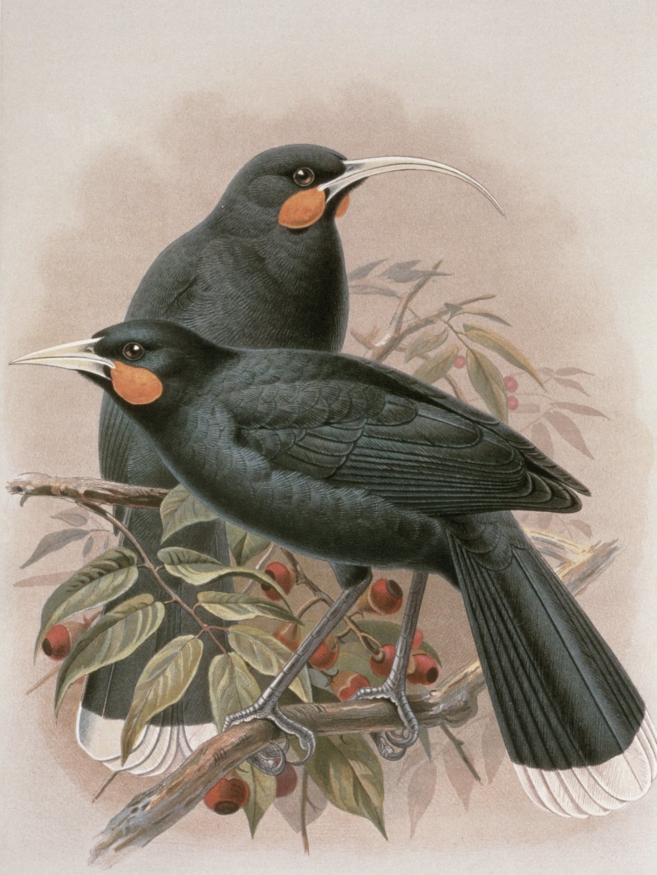 Huia, ilustração de &39;Uma História das Aves da Nova Zelândia&39; por WL Buller, 1887-88 (cromolito) de Johan Gerard Keulemans