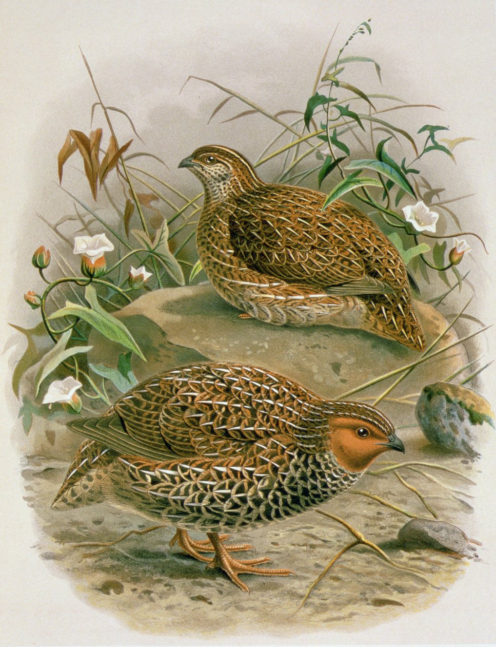 Nova Zelândia codorniz, ilustração de &39;uma história das aves da Nova Zelândia&39; por WL Buller, 1887-88 (chromolitho) de Johan Gerard Keulemans