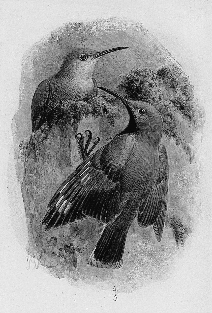 Par de trepadeiras de Johan Gerard Keulemans