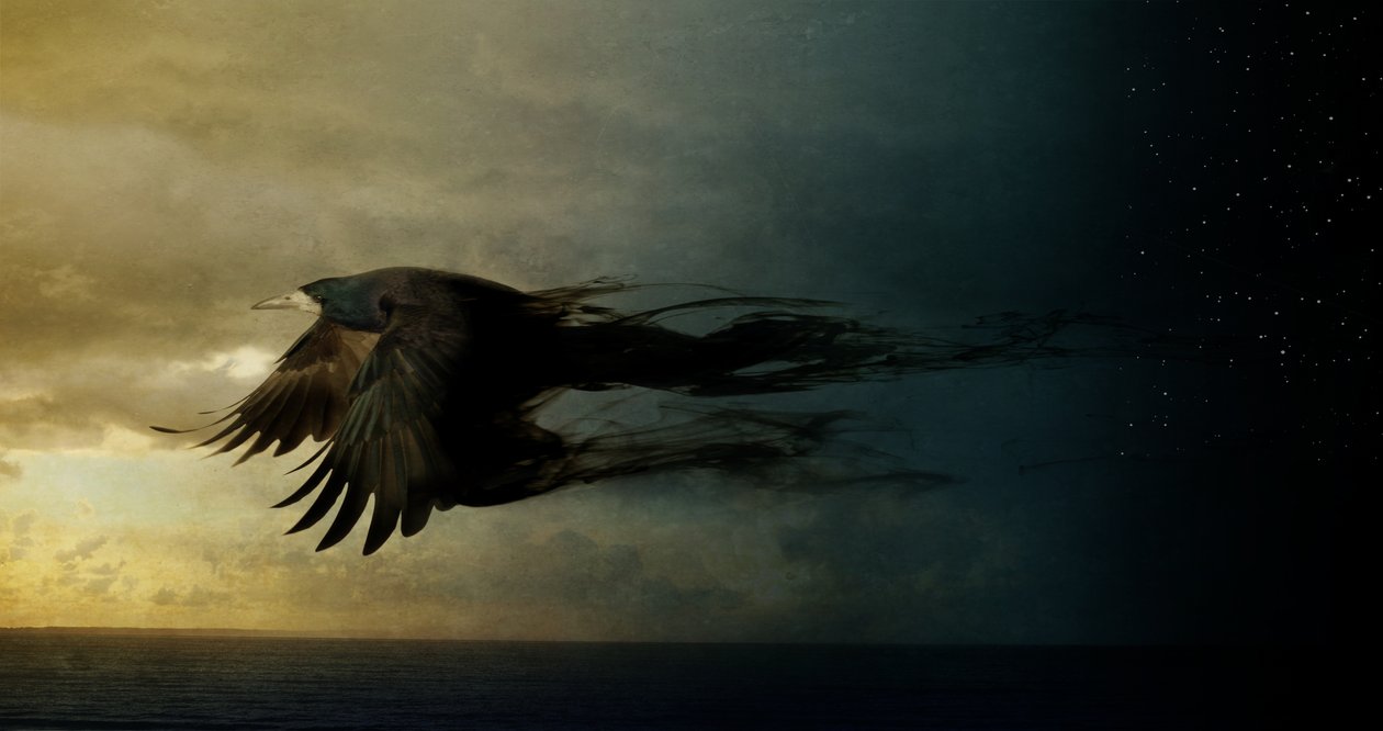 Bird Kingdom 2, 2018 (arte fotográfica) de Johan Lilja