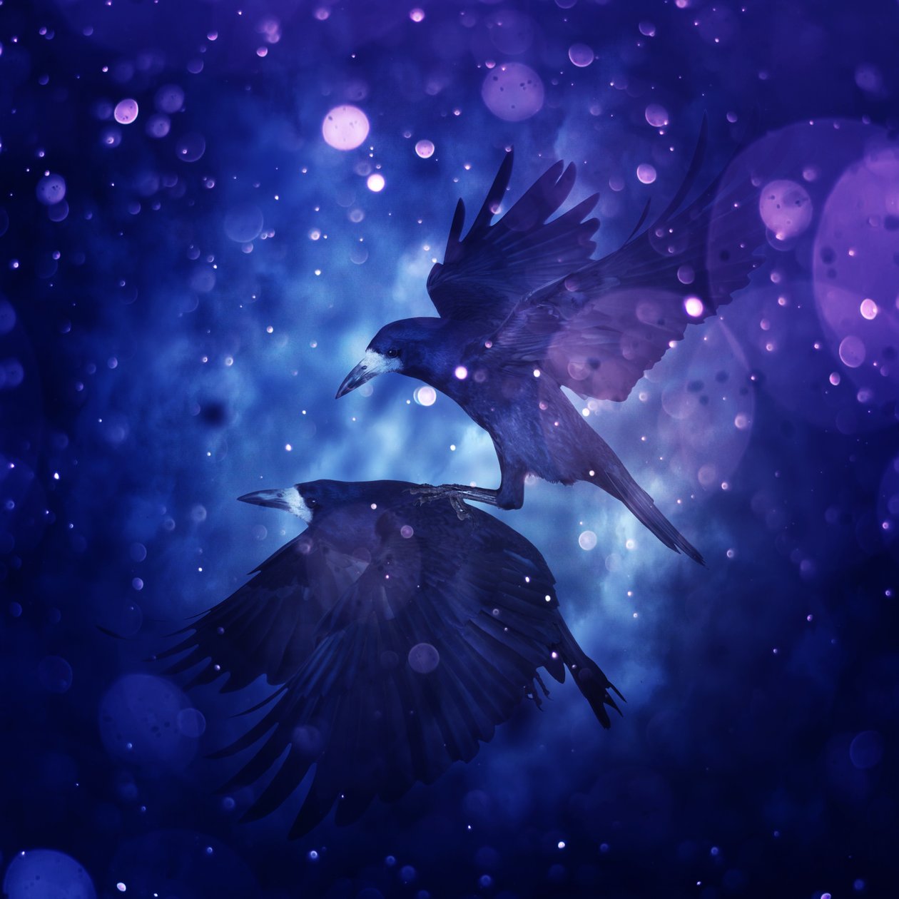 Bird Kingdom 3, 2018 (arte fotográfica digital) de Johan Lilja