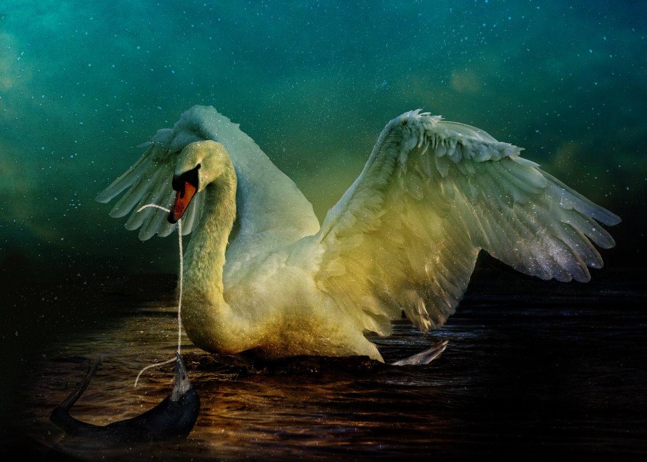 Bird Kingdom 6, 2018 (arte fotográfica digital) de Johan Lilja