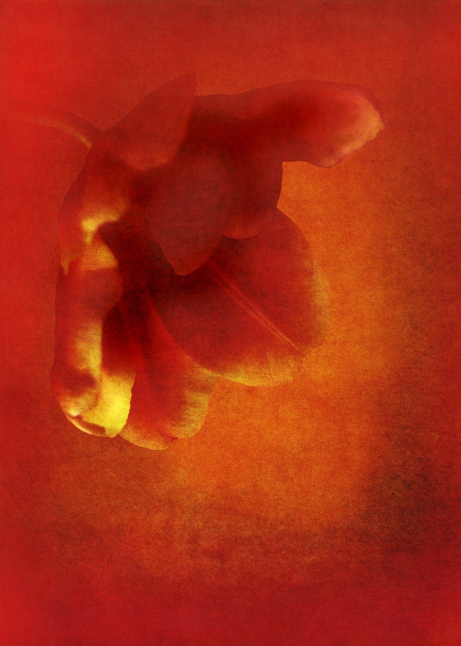 Flor em vermelho, arte fotográfica digital 2016) de Johan Lilja