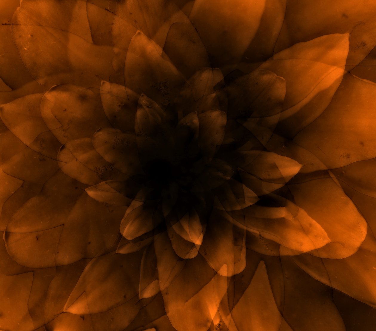Flor laranja, 2016 (impressão de arte digital) de Johan Lilja