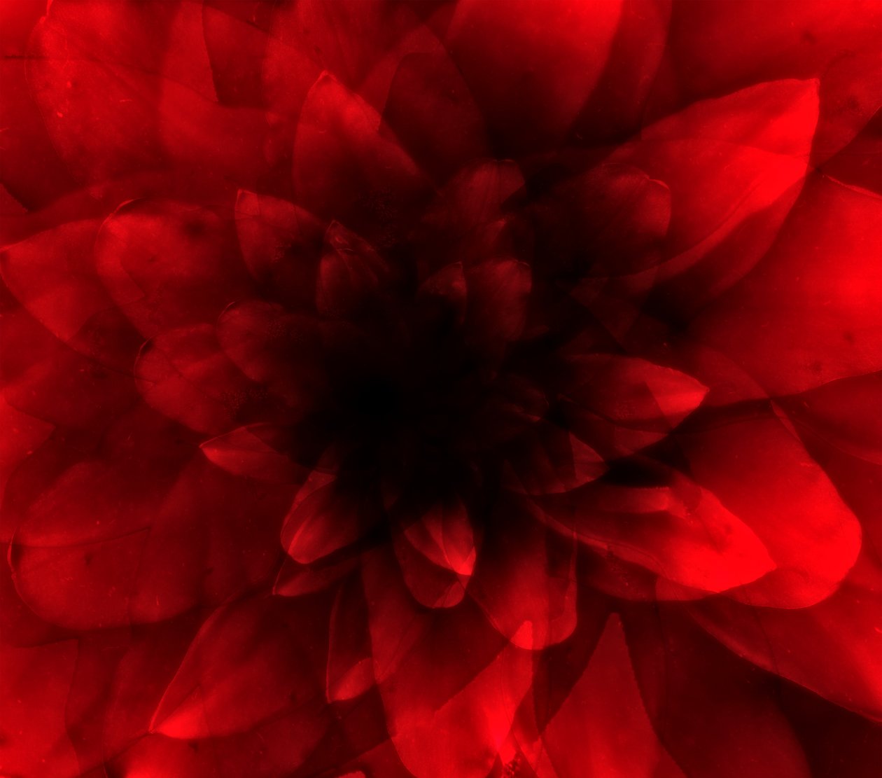 Flor vermelha, 2016 (impressão de arte digital) de Johan Lilja