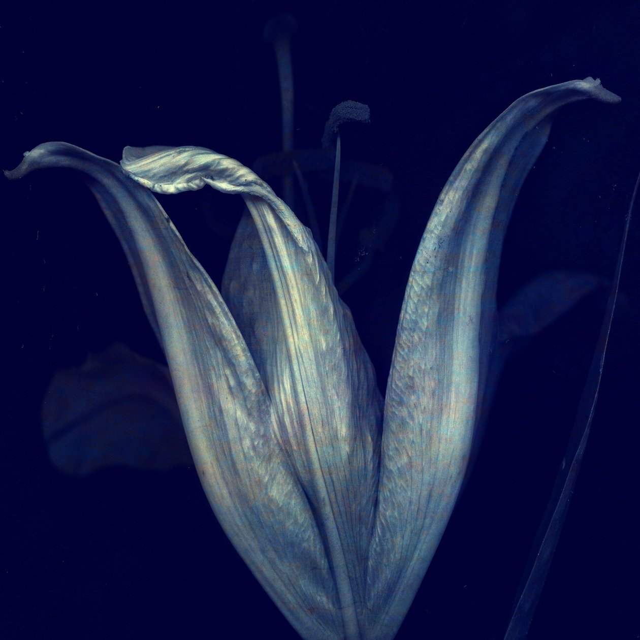 Lily 1, 2018 (arte fotográfica digital) de Johan Lilja