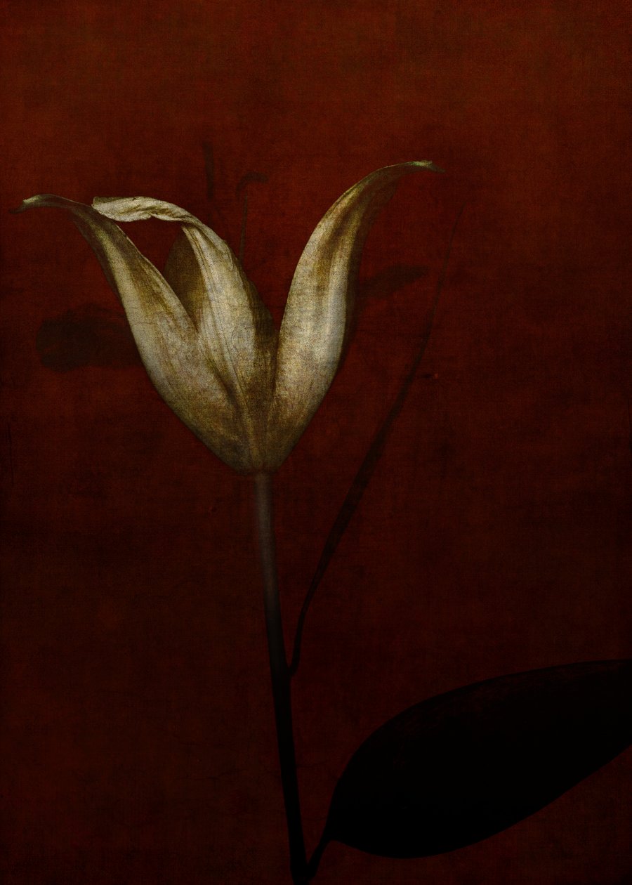 Lily, 2015 (arte fotográfica digital) de Johan Lilja