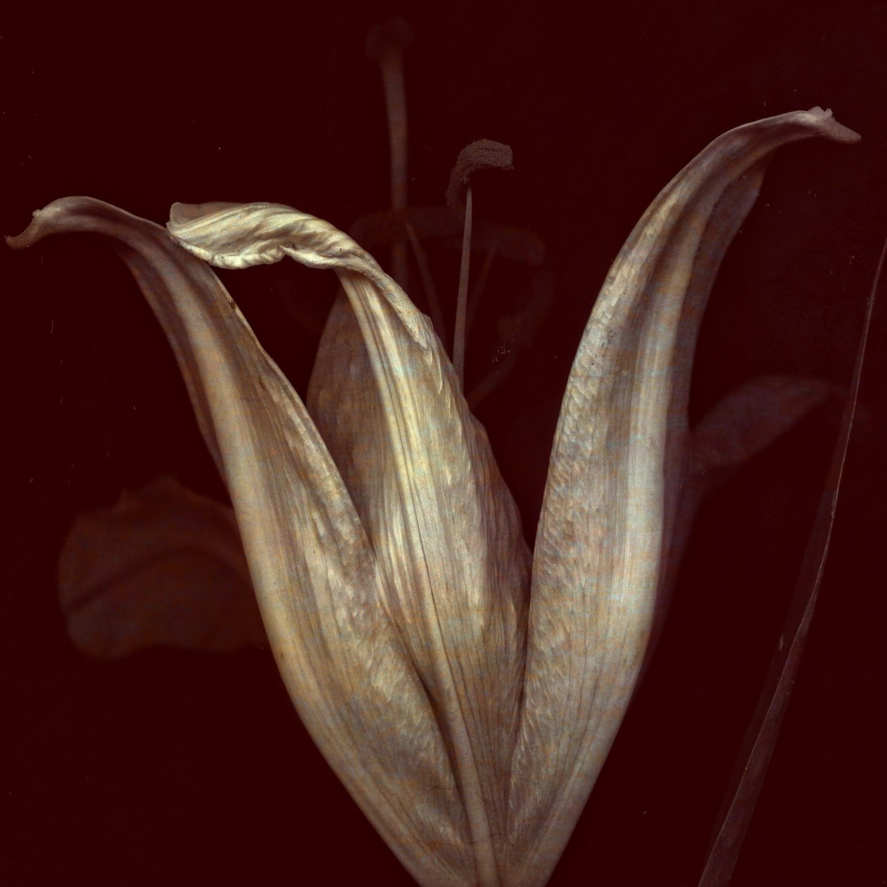 Lily 2, 2018 (arte fotográfica digital) de Johan Lilja