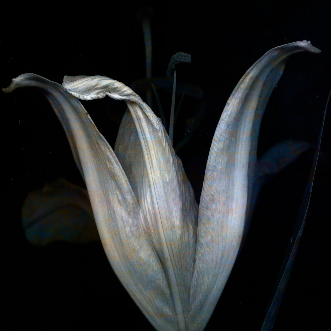 Lily 3, 2018 (arte fotográfica digital) de Johan Lilja