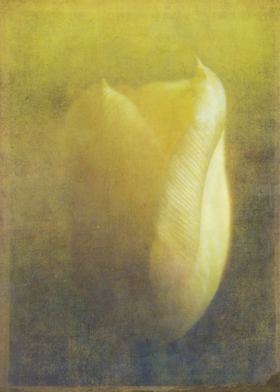 Tulip, 2015 (arte fotográfica digital) de Johan Lilja