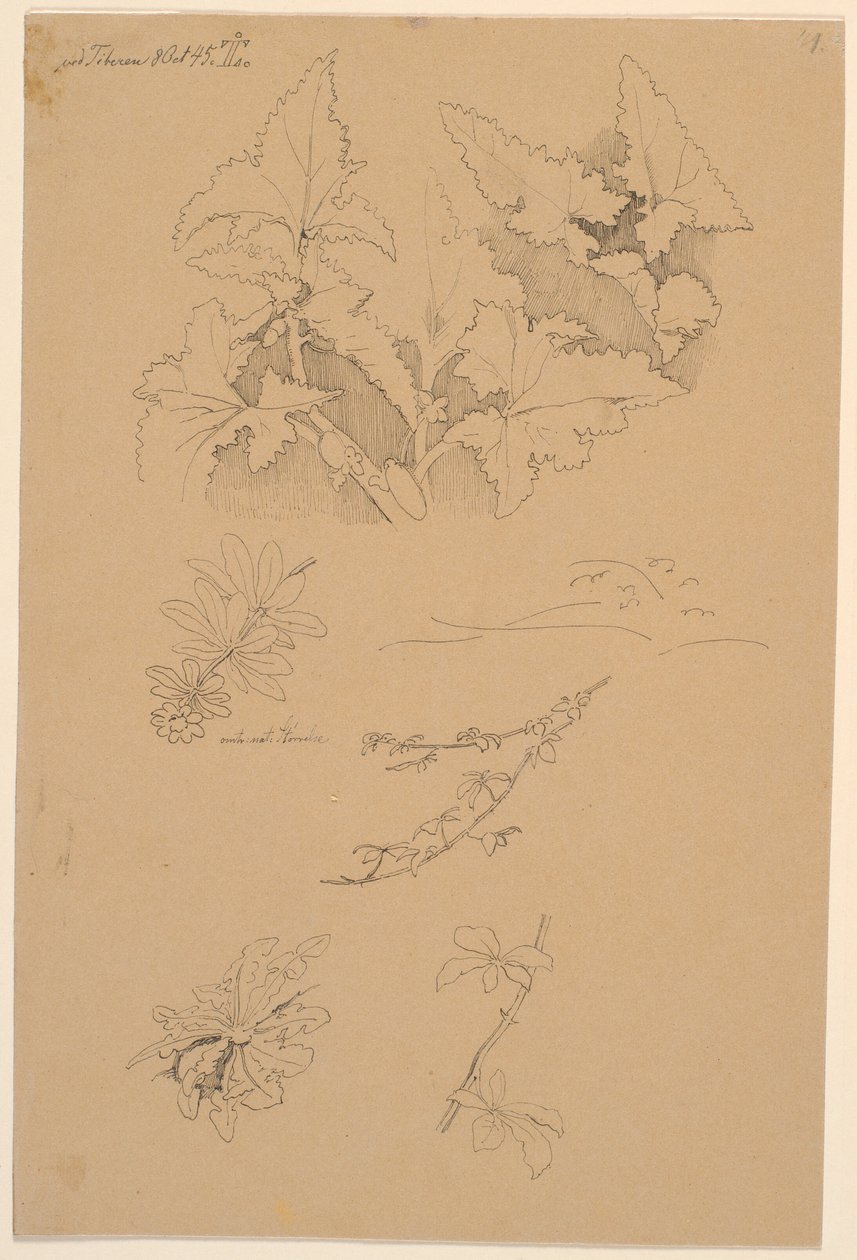 Estudos de folhas e flores de Johan Thomas Lundbye